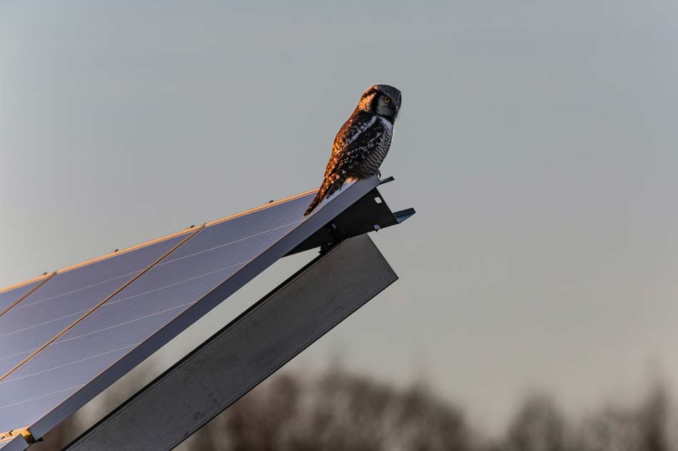 protección de placas solares de aves